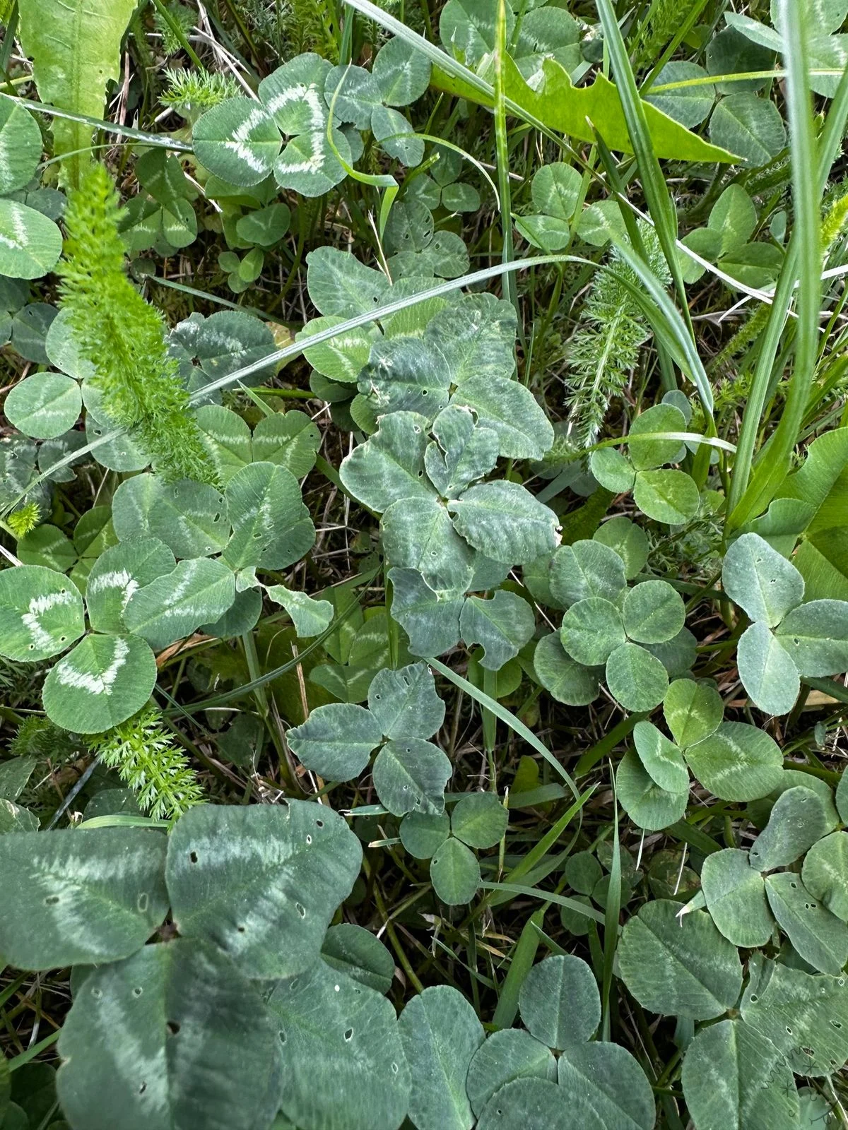 Nález #18225