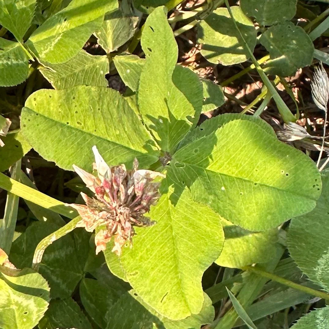Nález #23027 – výřez