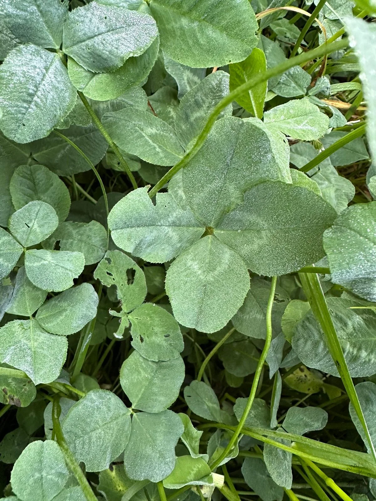 Nález #12334
