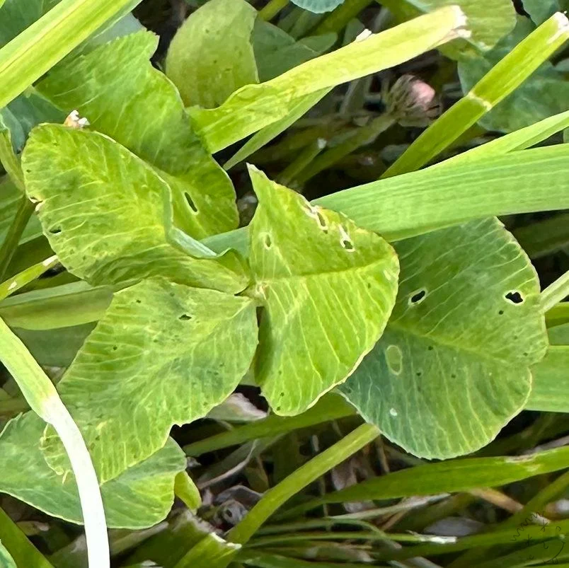 Nález #22012 – výřez