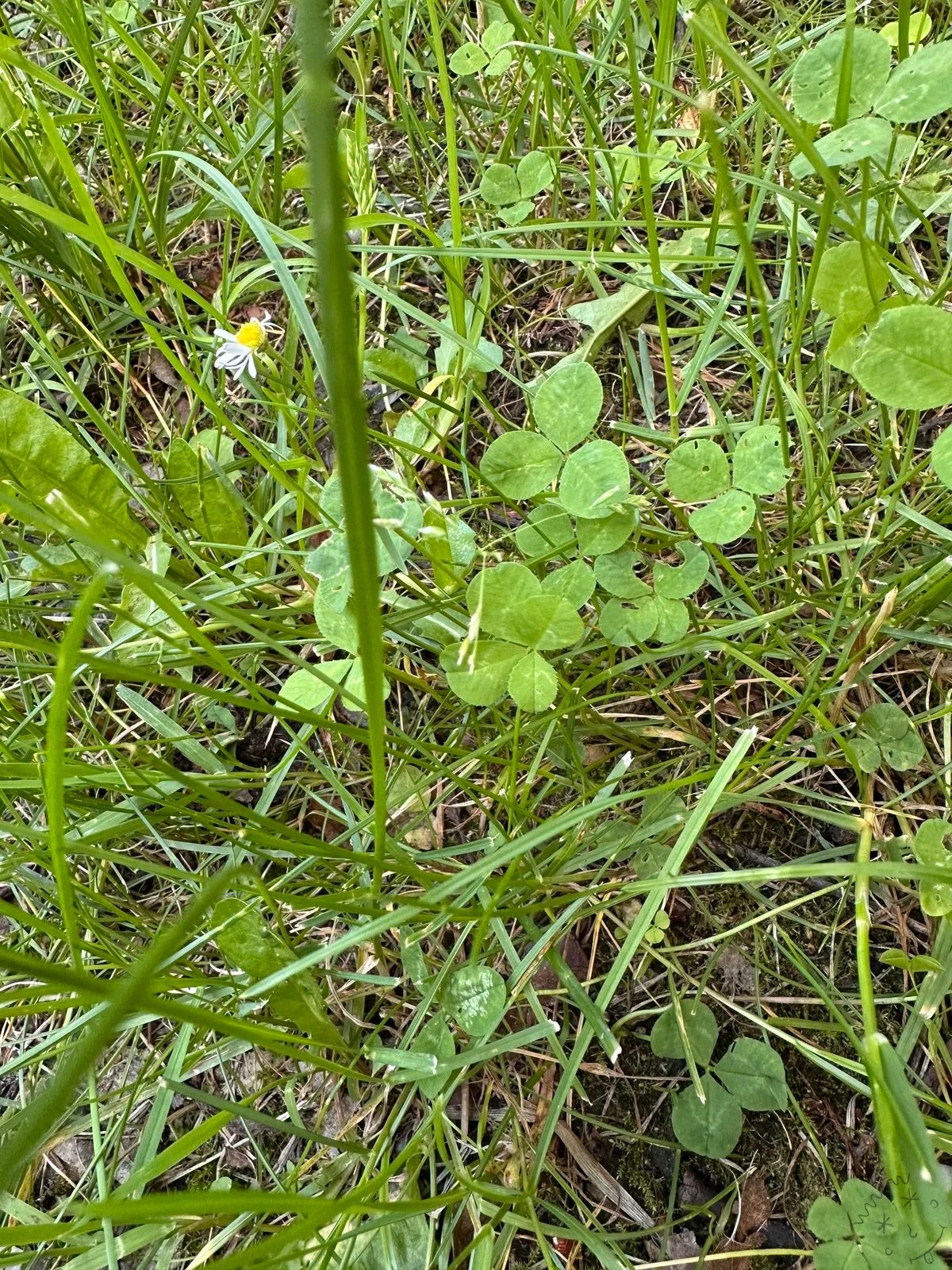 Nález #21221