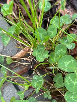 Nález #16927 – ZLÍN_JSVAHY-NSTR003