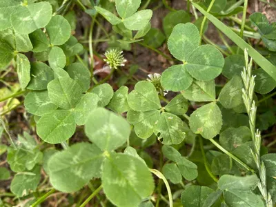 Nález #10 – ZLÍN_JSVAHY-NSTR000