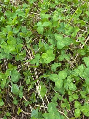 Nález #21549