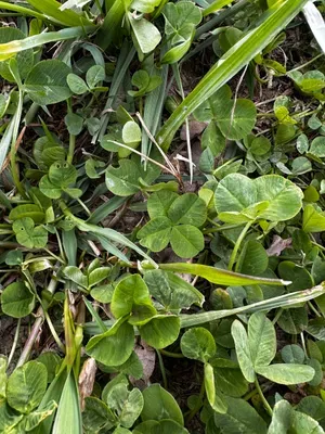 Nález #16426 – RATIBOŘ_POLE001c