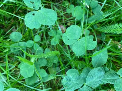 Nález #181 – ZLÍN_ČEPKOV002