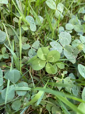 Anonymizovaný nález č. 43