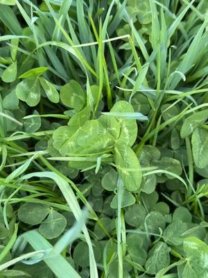 Nález #17362 – RATIBOŘ_POLE001e