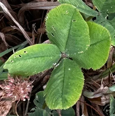 Nález #26672