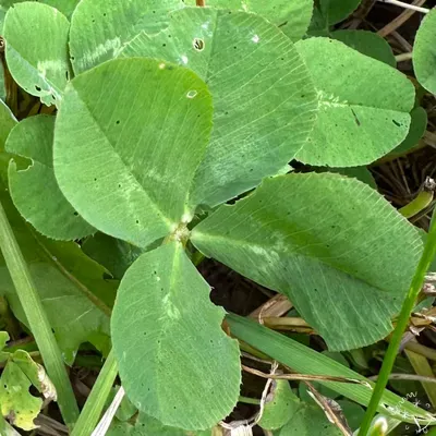 Nález #15356