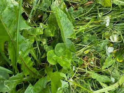 Nález #15043 – REYKJAVÍK_MIKLABRAUT001