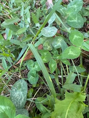 Nález #14307 – ZLÍN_JSVAHY-SLUNEČNÁ005