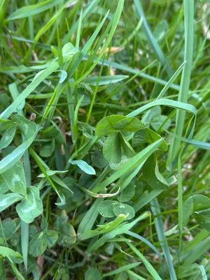 Nález #17441 – RATIBOŘ_POLE001