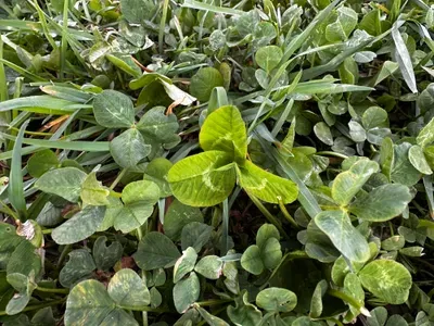 Nález #16433 – RATIBOŘ_POLE001c