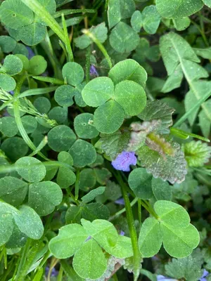 Nález #149 – NEEXISTUJE-ZLÍN_JSVAHY-JAVOROVÁ002