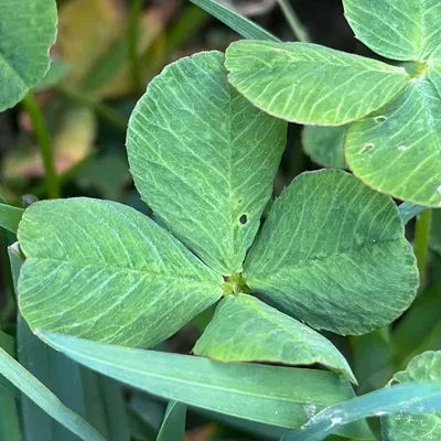 Nález #17056