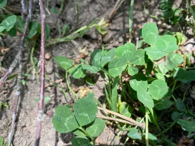 Nález #12 – ZLÍN_JSVAHY-NSTR000