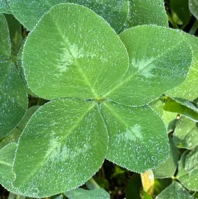 Nález #5532