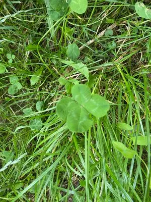 Find #216 – ZLÍN_JSVAHY-KŘIBY-V002