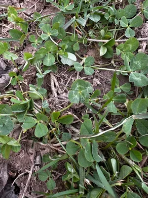 Nález #16211 – RATIBOŘ_POLE001b