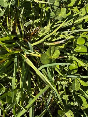 Nález #16322 – RATIBOŘ_POLE001f