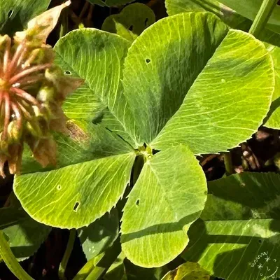 Nález #25777