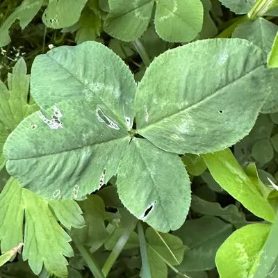 Nález #11226