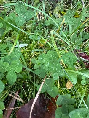 Nález #15487 – ZLÍN_HLUBOKÁ001