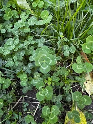 Nález #14608 – ZLÍN_JSVAHY-MORAVSKÁ001