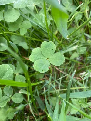 Nález #186 – ZLÍN_ČEPKOV001