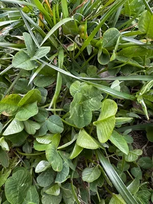 Nález #16444 – RATIBOŘ_POLE001d