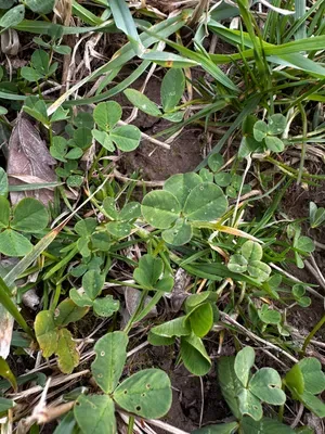 Nález #16209 – RATIBOŘ_POLE001b