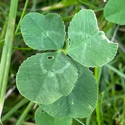 Nález #62