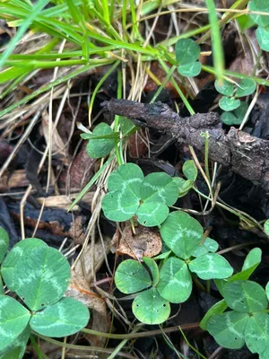 Nález #16926 – ZLÍN_JSVAHY-NSTR003