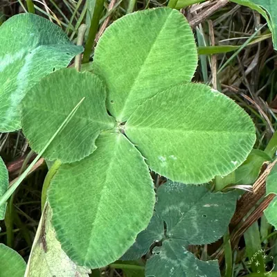 Nález #13726