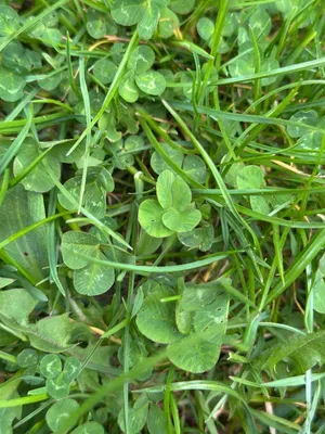 Nález #16899 – ZLÍN_JSVAHY-STŘEDOVÁ001