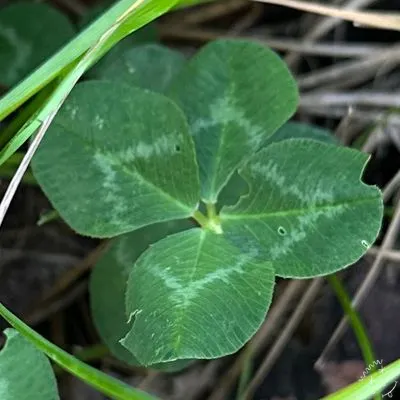 Nález #18049
