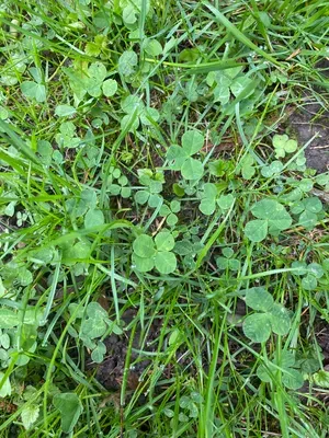 Nález #106 – ZLÍN_UNIVERZITNÍ-PARK001