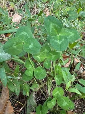 Nález #13600 – ZLÍN_JSVAHY-SLUNEČNÁ005