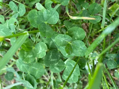 Nález #11 – ZLÍN_JSVAHY-NSTR000