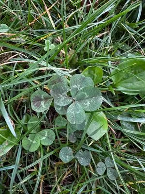 Nález #15086 – ZLÍN_BAŤŮVPARK002