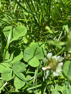 Nález #3 – ZLÍN_ČEPKOV001