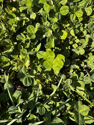 Nález #16327 – RATIBOŘ_POLE001f