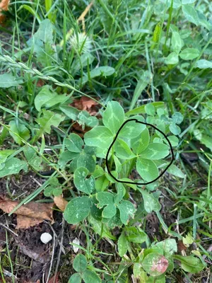 Nález #38 – ZLÍN_JSVAHY-JAVOROVÁ002