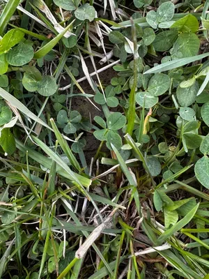 Nález #16396 – RATIBOŘ_POLE001g