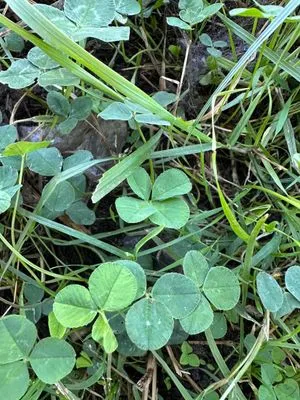 Find #13610 – BRNO_ZVONAŘKA-ÚAN001