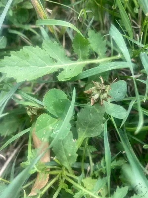 Nález #76 – ZLÍN_JSVAHY-NSTR001