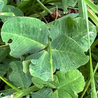 Nález #19495