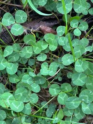 Nález #16928 – ZLÍN_JSVAHY-NSTR003