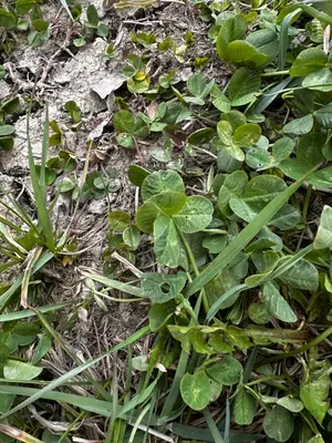 Nález #16443 – RATIBOŘ_POLE001d